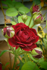 The Perfect Gift for Mother's Day!
Photo