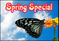 Spring Special
Photo